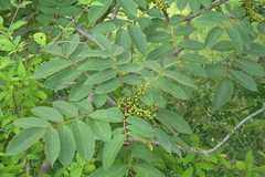 Rhus wallichii
